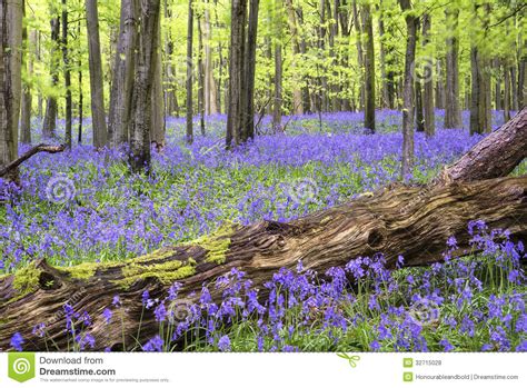Vibrant Bluebell Carpet Spring Forest Landscape Royalty