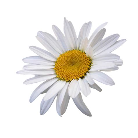 Daisy Flower With Transparent Background / You can make this painting png image