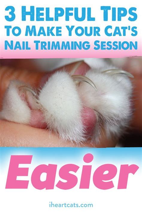 3 Helpful Tips To Make Your Cats Nail Trimming Session Easier Cat