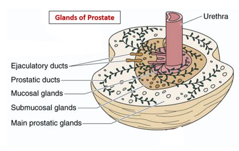 Diagram Diagram Of Prostate Glands Mydiagramonline