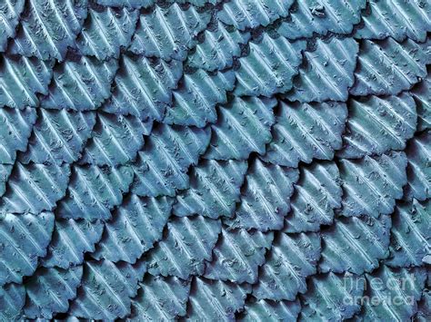 Blacktip Reef Shark Skin Sem Photograph By Ted Kinsman Fine Art America