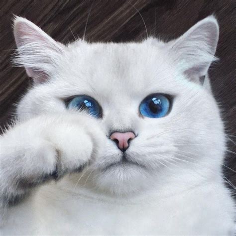 This Cat Has The Most Beautiful Blue Eyes Youve Ever Seen 17 Photos