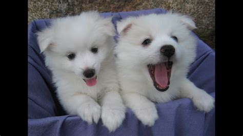 Seven Week Old American Eskimo Puppies Youtube