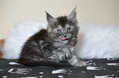 Also persian cat breed profile and persian cat breeders. Available Maine Coon Kittens for Sale - European Maine ...