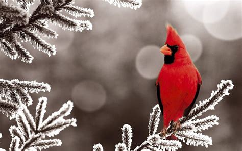 Cardinal In Winter Cardinal Birds Bird Wallpaper