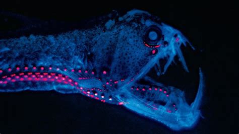 Let It Glow Nwf Ranger Rick Bioluminescence Deep Sea Creatures