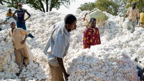 Mali Des Recommandations Pour Relancer La Culture Du Coton