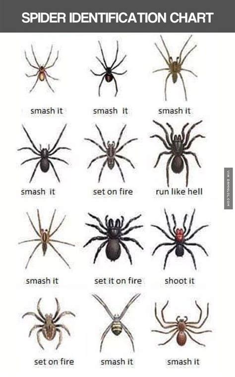 Helpful Spider Chart The Best Funny Pictures Spider Identification
