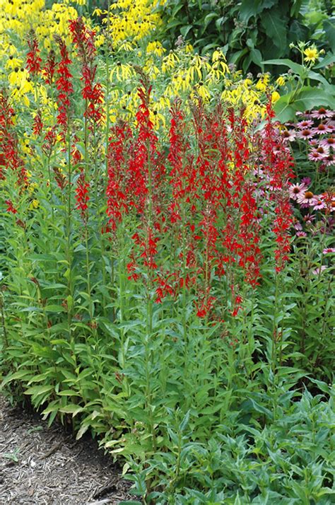 Cardinal Flower Lobelia Cardinalis In Inver Grove Heights Minnesota