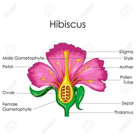 Well Labelled Diagram Of Hibiscus Flower Best Flower Wallpaper My XXX