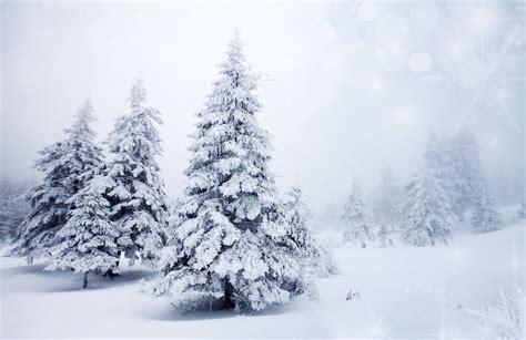 Winter Snow Christmas Tree Spruce Tree Nature Landscape