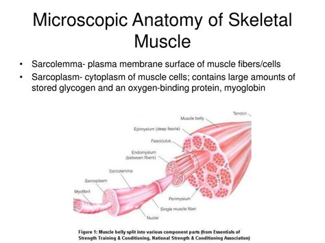 Ppt Structure Of Skeletal Muscle Powerpoint Presentat