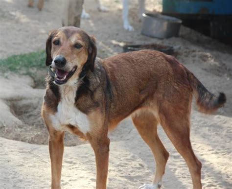 ILARIA, Segugio Italiano-Mix (Hündin) sucht ein Zuhause ...