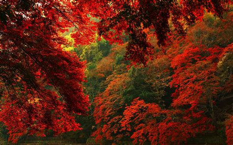 Kırmızı Sonbahar Orman Hd Hd Masaüstü Duvar Kağıdı Widescreen Yüksek