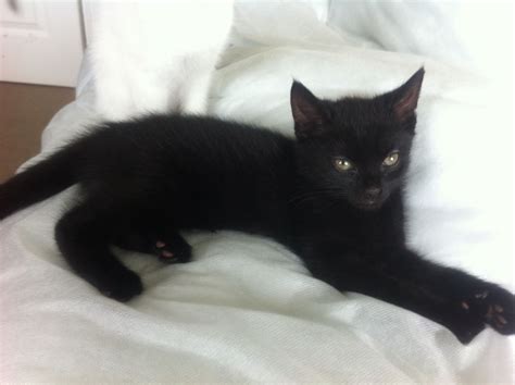 It warmly greets even the strangers. 9 Week Old Female Black Kitten For Sale in Wigan | Wigan ...