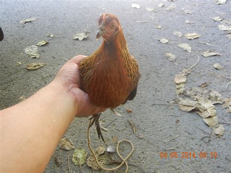Mikat ayam hutan kegiatan yang sangat menghibur kali ini saya coba mikat ayam hutan pakai pikat jantan ,video ini adalah aksi. AYAM KINABALU: AYAM HUTAN ORI ( BETINA MASIH ANAK DARA )