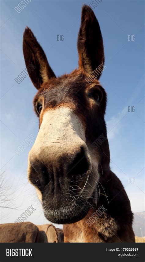 Donkey Long Ears Image And Photo Free Trial Bigstock