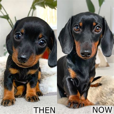 Then And Now Video Dachshund From Puppy To Adult Puppy Dachshund
