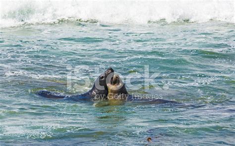 Sea Lions Fight In The Waves Of The Ocean Stock Photo Royalty Free