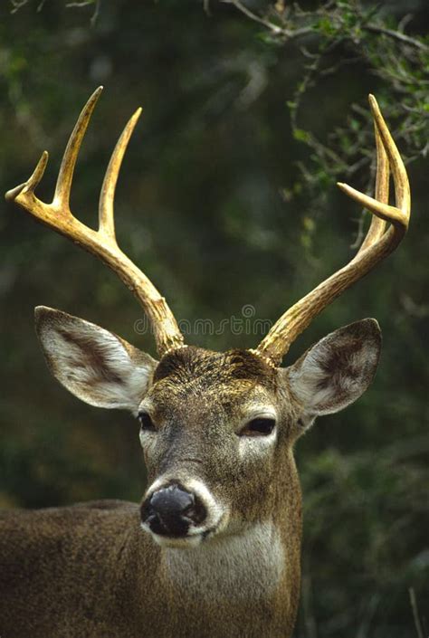 Whitetail Buck Close Up Stock Photo Image Of Nature 10258854