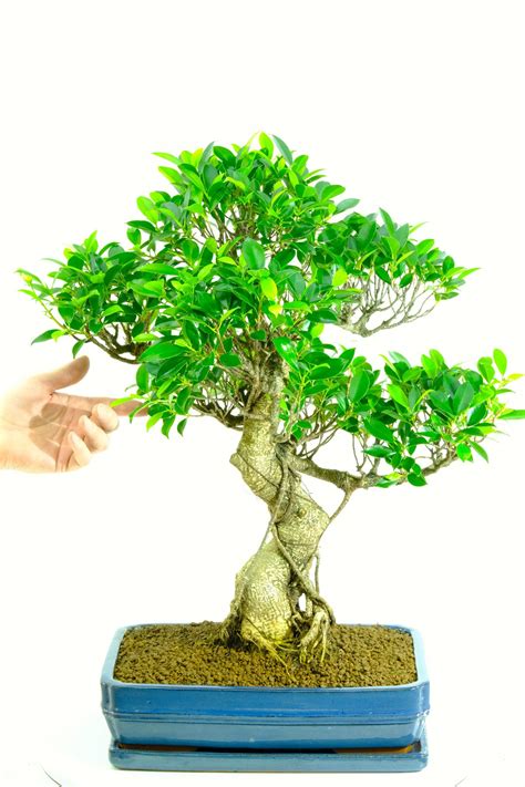 types of bonsai plants