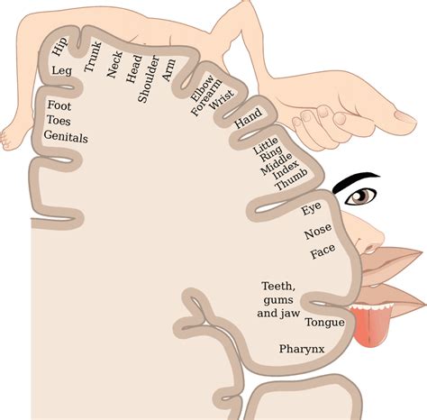 Cortical Homunculus Wikiwand