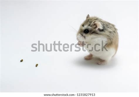 Roborovski Hamster Praying Isolated On White Stock Photo 1231827913