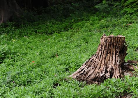 Tree Stump In Forest Stock Image Image Of Land Environment 35984027