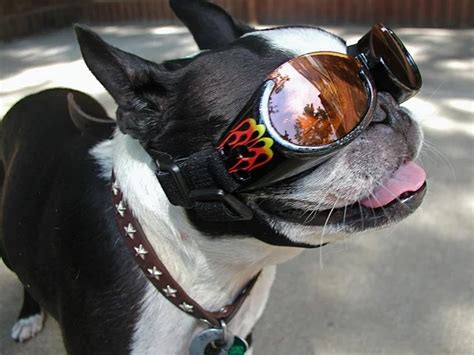 10 Cool Dogs Looking Even Cooler When Rocking Doggles Dogs Best Dogs
