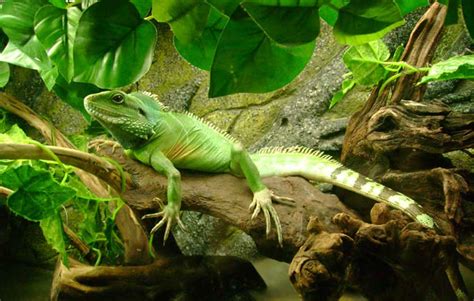 Chinese water dragons need warm and humid environments that resemble their native habitat. Cage & Vivarium Setup - Are You Ready to Bring Home Your ...