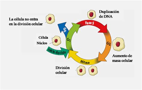 Biología Celular Ciclo Celular