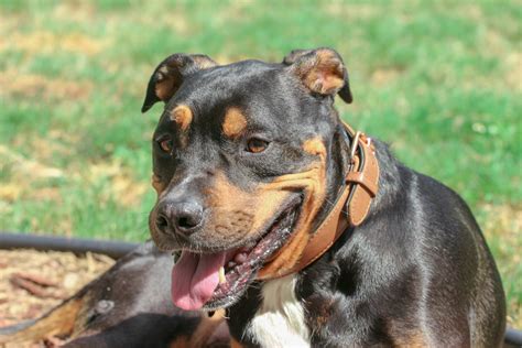 There are many reasons why i enjoy doing my job. Pitweiler (Rottweiler & Pit Bull Terrier Mix): Info ...