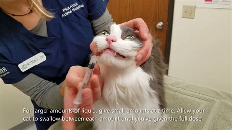How To Give Your Cat A Liquid Medication Youtube