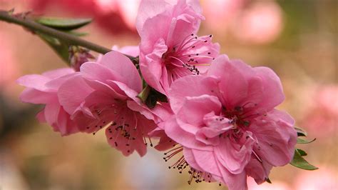 Sakura 001 - Japanische Kirschblüte Hintergrundbild & Whatsapp Profilbild