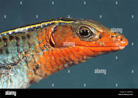 Red Headed Skink Durban South Africa Stock Photo Alamy