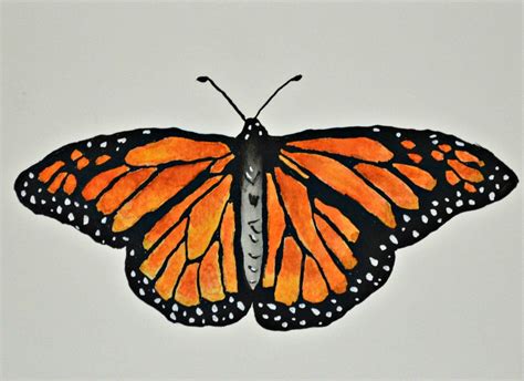 Monarch Butterfly Watercolor Painting Original Butterfly Etsy