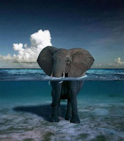Elephant Under Water Clear Water Beautiful Sky Animals Wild