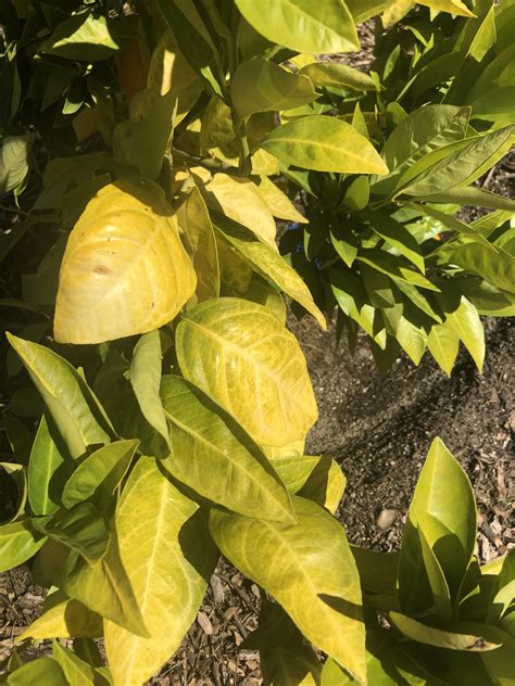 Help With Yellowing Citrus Leaves Gardening Garden Diy Home