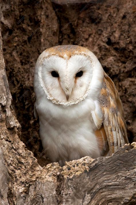 Premium Photo Barn Owl Tyto Alba