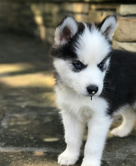 Husky Baby Wolf Dog Teacup Puppies Working Dogs
