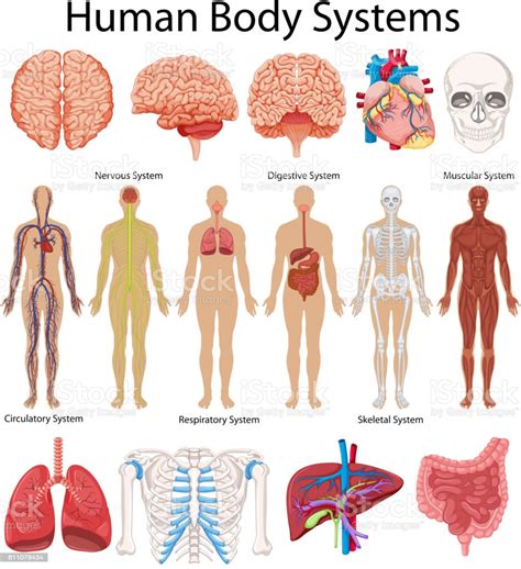 We will show in this book that drawing the human body need not be so difficult. Diagram Showing Human Body Systems Stock Illustration - Download Image Now - iStock