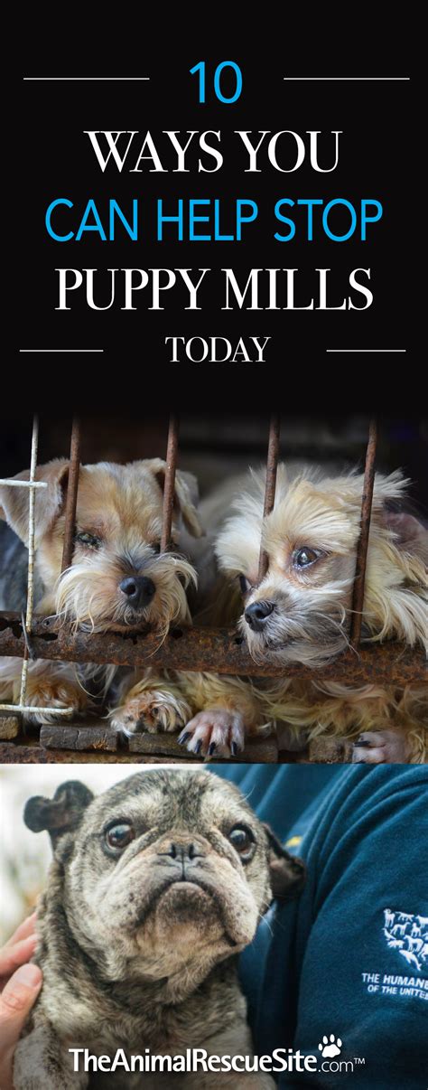Roughly 90 percent of puppies in pet stores come from puppy mills. What You Can Do To Stop Puppy Mill Cruelty | Puppy mills ...