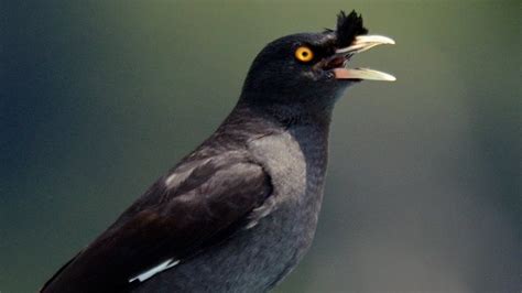 Bird Sounds Crested Myna Sound Effect Acridotheres Cristatellus Som