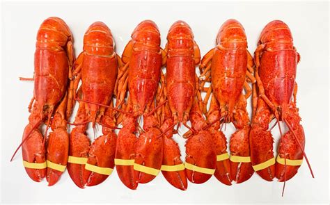If cooked within a day or so—again depending on the temperatures and conditions in which the dead lobster is stored—the lobster should be safe to eat even if it doesn't quite have the same impeccable texture and flavor. Special! 6x Fresh Cooked 1-1/8 lb Maine Lobsters • Harbor ...