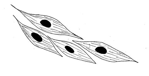 Most multicellular organisms are made of different cell types that are skeletal muscle cell. Quia - Specialized cells