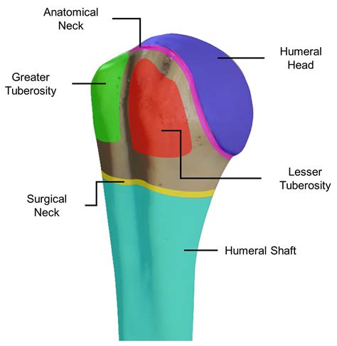 Greater Tubercle Of Humerus