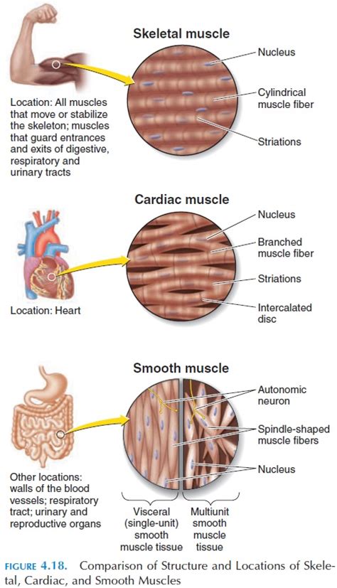 • smooth muscles respond to stretch only briefly, and then adapts to its new length. Cardiac, Smooth, and Skeletal Muscle