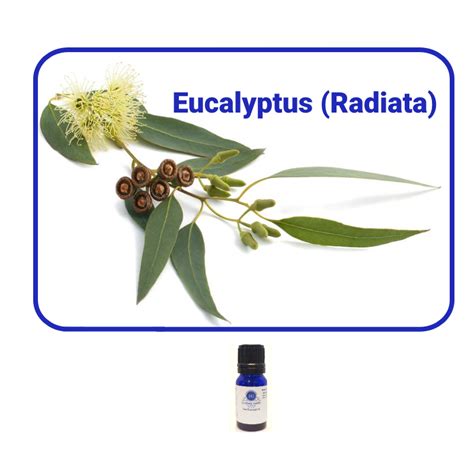 Eucalyptus Radiata Essential Oil Essentially Grateful