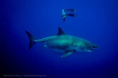 Ocean Ramsey Swims With Enormous Great White Shark In Hawaii