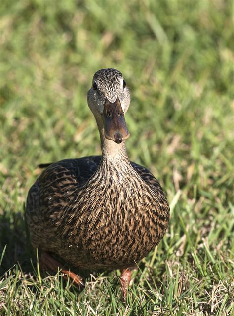 Duck Stare Photograph By Sally Weigand Fine Art America